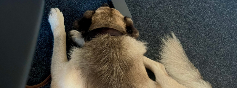 buerohund