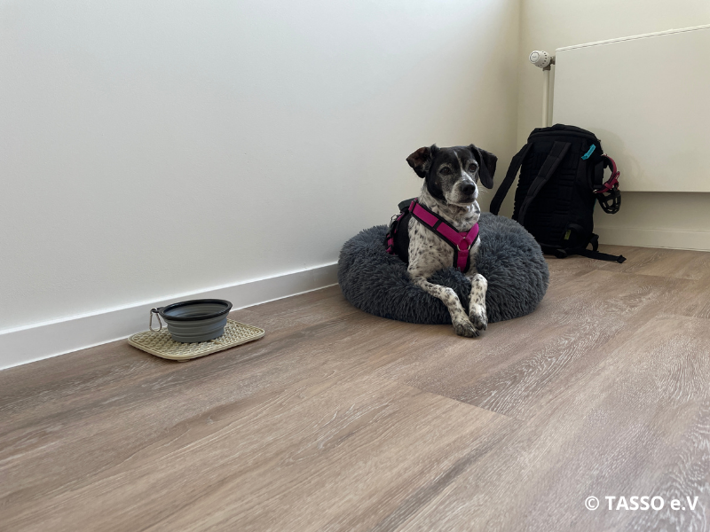 hund-im-buero hund-im-buero