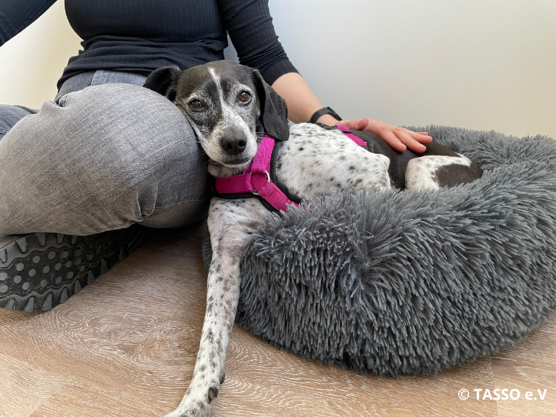 regeln-mit-hund