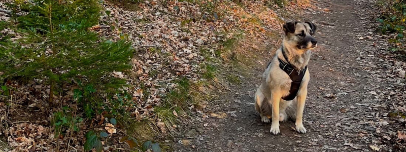 spazieren-hund