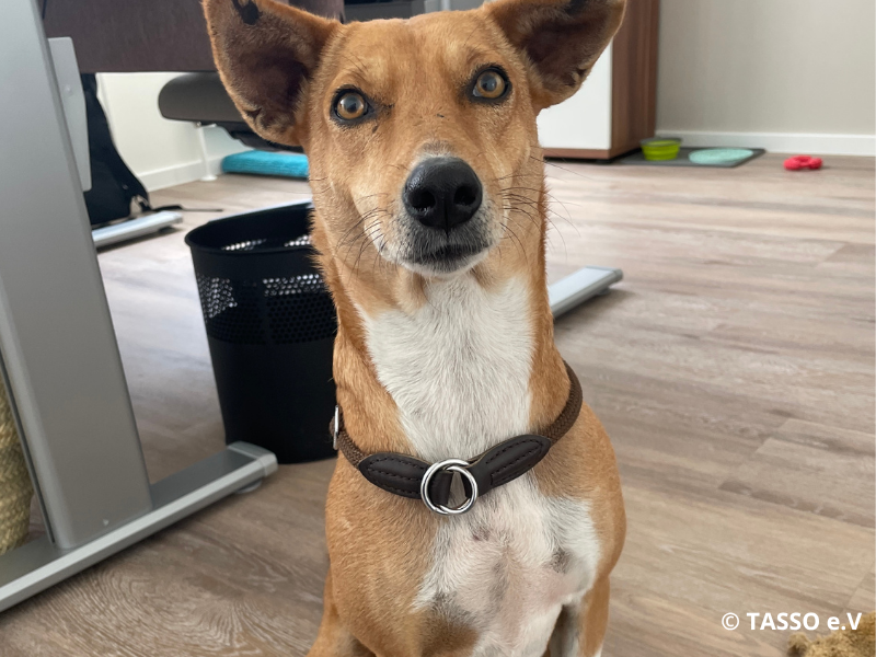 tipps-hund-im-office