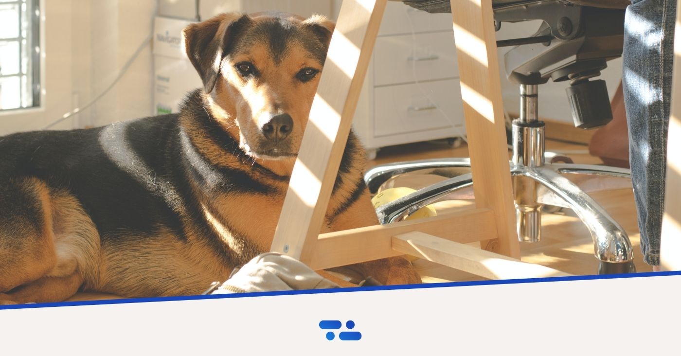 Office dogs and well-being